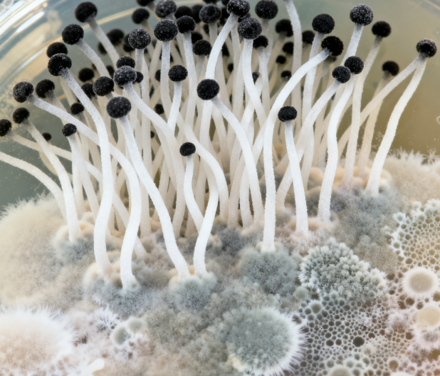 飼料原料冬季儲(chǔ)存風(fēng)險(xiǎn)升級(jí)，熒光定量真菌毒素檢測(cè)儀功能顯優(yōu)勢(shì)