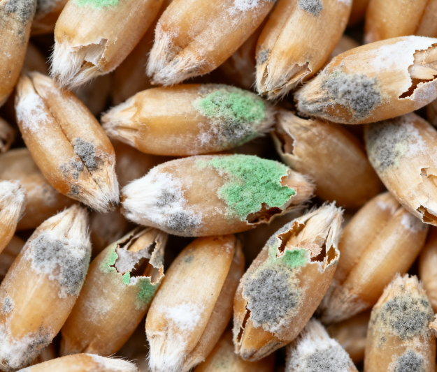 高校實(shí)驗(yàn)室用：LD-LZ1真菌毒素檢測(cè)儀，熒光定量技術(shù)適配教學(xué)科研